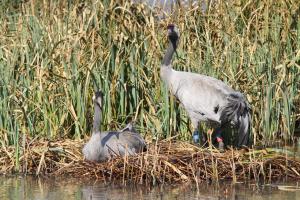 The pair settled at the beginnings of a nest